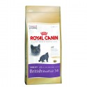 BRITISH SHORTHAIR 34 - 0,4 kg - koty brytyjskie krótkowłose