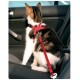 Szelki samochodowe dla kota do pasów bezpieczeństwa