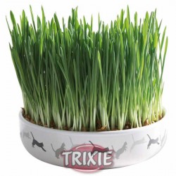 Miska na trawę dla kota 15 cm Trixie