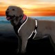 Szelki dla psa " FLESH" Trixie -  L-XL ze światłem pulsacyjnym i ciągłym