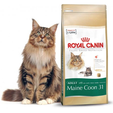 MAINE COON 31 - 0,4 kg - koty rasy Maine Coon
