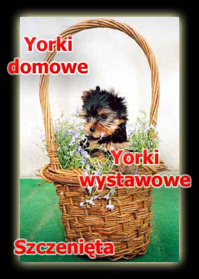 yorki - szczeni yorkshire terrier